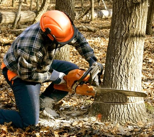 Tree Removal in Montague, TX